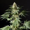 Black Bomb (Philosopher Seeds) feminizované