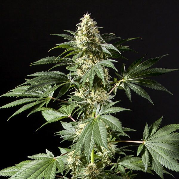 Black Bomb (Philosopher Seeds) feminizované