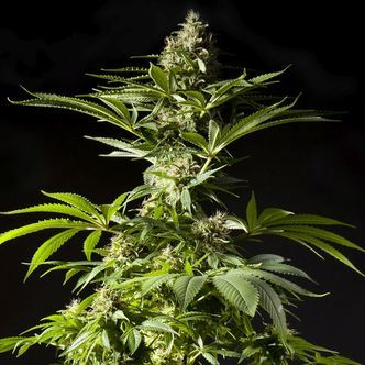 Tropimango (Philosopher Seeds) feminizovan&aacute;