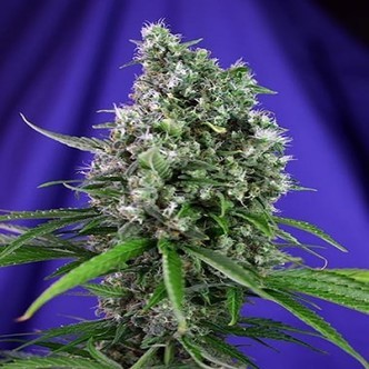 Sweet Trainwreck Auto (Sweet Seeds) feminizovan&aacute;
