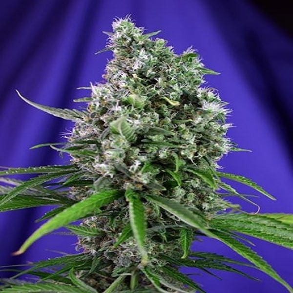 Sweet Trainwreck Auto (Sweet Seeds) feminizovaná