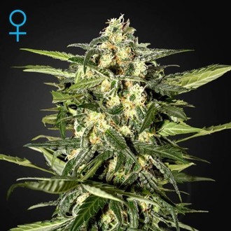 Jack Herer Auto (Greenhouse Seeds) feminizovan&aacute;
