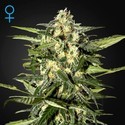 Jack Herer Auto (Greenhouse Seeds) feminizovaná