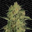 Nebula II CBD (Paradise Seeds) feminizovaná