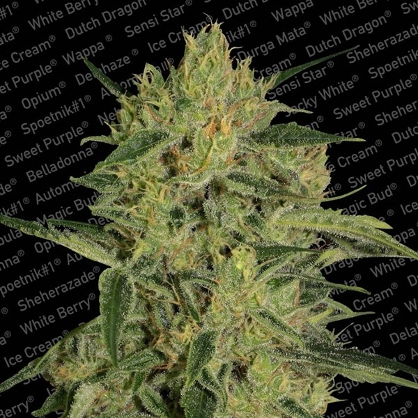 Nebula II CBD (Paradise Seeds) feminizovaná
