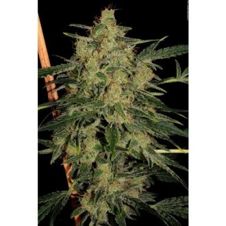 Nebula II CBD (Paradise Seeds) feminizovaná