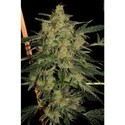 Nebula II CBD (Paradise Seeds) feminizovaná