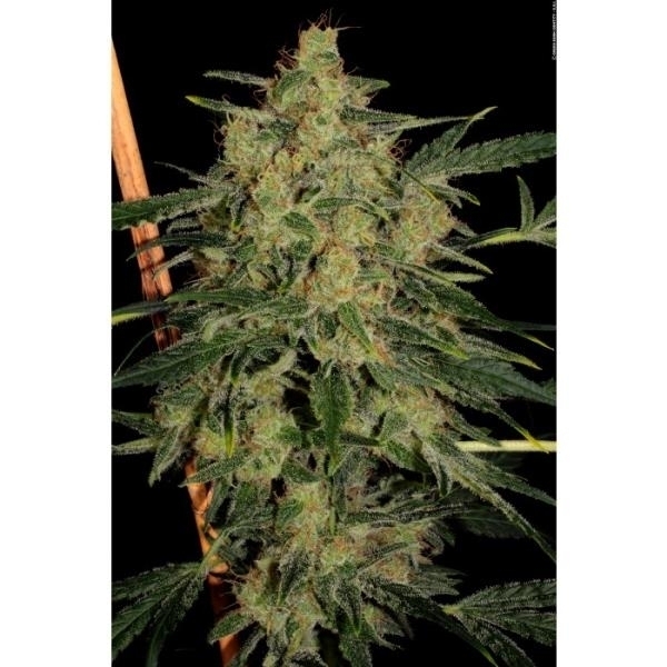 Nebula II CBD (Paradise Seeds) feminizovaná