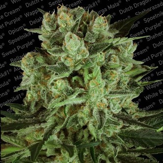 Durga Mata II CBD (Paradise Seeds) feminizovan&aacute;