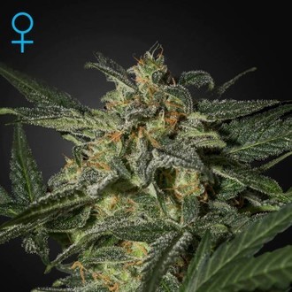 White Widow Samonakv&eacute;tac&iacute; (Greenhouse Seeds) feminizovan&aacute;
