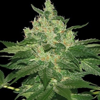 Afghan Kush (World of Seeds) feminizovan&aacute;