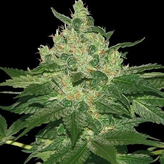 Afghan Kush (World of Seeds) feminizovan&aacute;