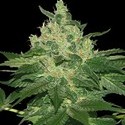 Afghan Kush (World of Seeds) feminizovaná