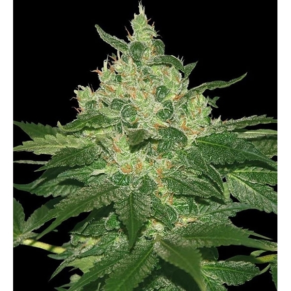Afghan Kush (World of Seeds) feminizovaná