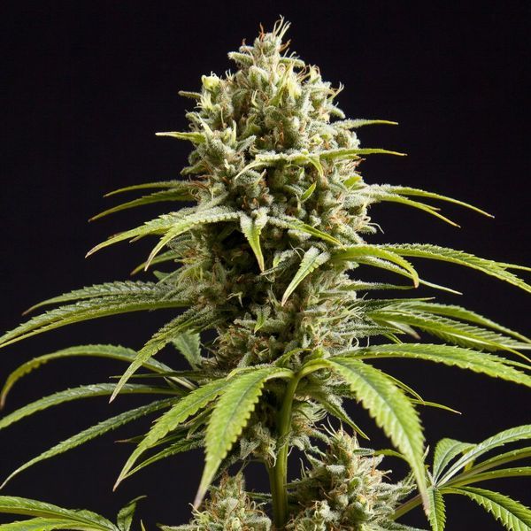 Fruity Jack (Philosopher Seeds) feminizovaná