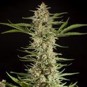 Fraggle Skunk Auto (Philosopher Seeds) feminizovaná