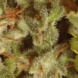 Kolekčn&iacute; bal&iacute;ček Sativa Champions (Paradise Seeds) feminizovan&aacute;