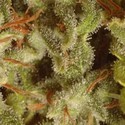 Kolekční balíček Sativa Champions (Paradise Seeds) feminizovaná