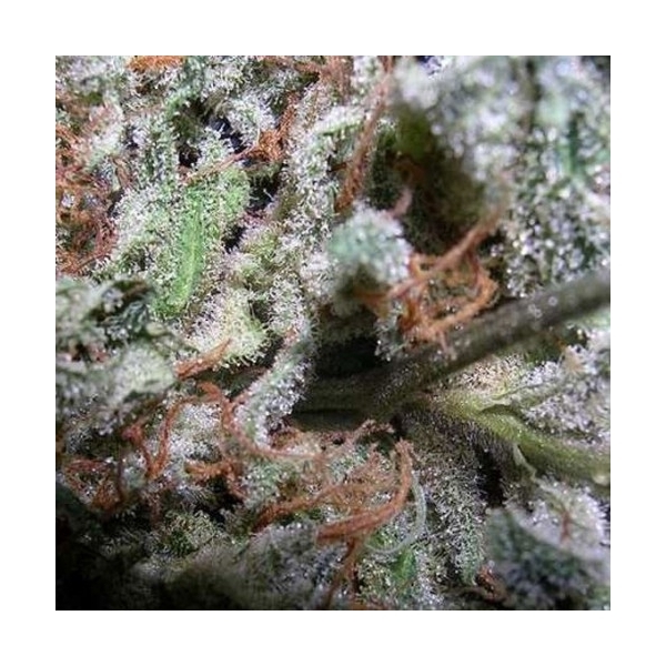 Kolekce Pack Indica Champions (Paradise Seeds) feminizovaná