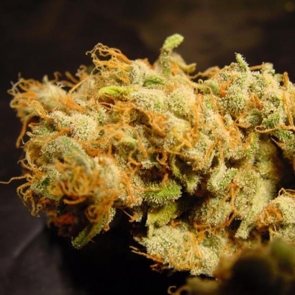 Belladonna (Paradise Seeds) feminizovaná