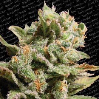 Dutch Dragon (Paradise Seeds) feminizovan&aacute;