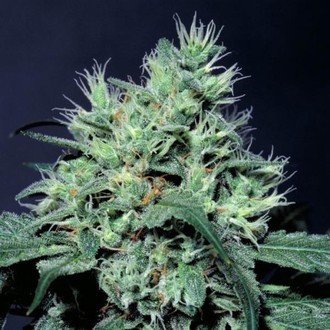 Dutch Dragon (Paradise Seeds) feminizovaná