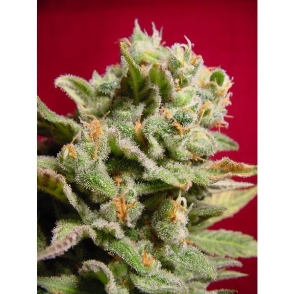 Dutch Dragon (Paradise Seeds) feminizovaná