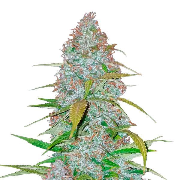 Californian Snow Samonakvétací (FastBuds) feminizovaná