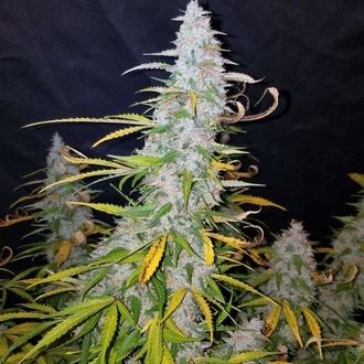 Californian Snow Samonakvétací (FastBuds) feminizovaná