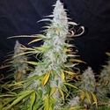 Californian Snow Samonakvétací (FastBuds) feminizovaná