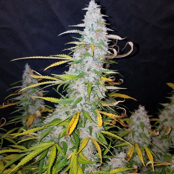 Californian Snow Samonakvétací (FastBuds) feminizovaná