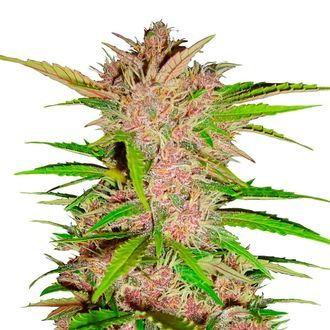 FastBerry Samonakv&eacute;tac&iacute; (FastBuds) feminizovan&aacute;