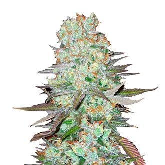 G14 Samonakv&eacute;tac&iacute; (FastBuds) feminizovan&aacute;