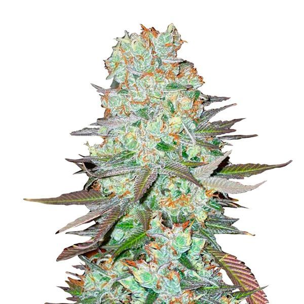 G14 Samonakvétací (FastBuds) feminizovaná