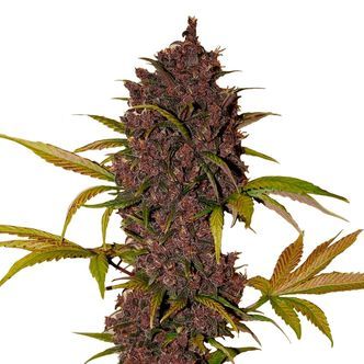 LSD-25 Samonakv&eacute;tac&iacute; (FastBuds) feminizovan&aacute;