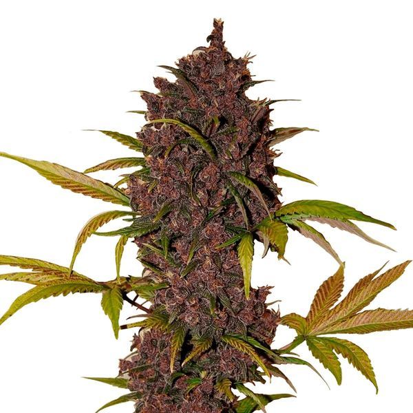 LSD-25 Samonakvétací (FastBuds) feminizovaná