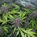 LSD-25 Samonakvétací (FastBuds) feminizovaná