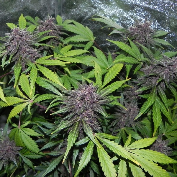 LSD-25 Samonakvétací (FastBuds) feminizovaná