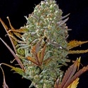 Pineapple Express Auto (FastBuds) feminizovaná