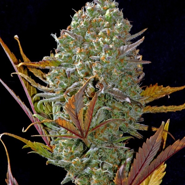 Pineapple Express Auto (FastBuds) feminizovaná