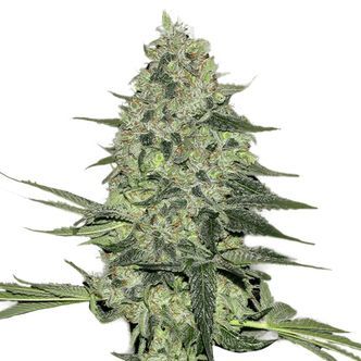Rhino Ryder Auto (FastBuds) feminizovan&aacute;
