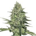 Rhino Ryder Auto (FastBuds) feminizovaná