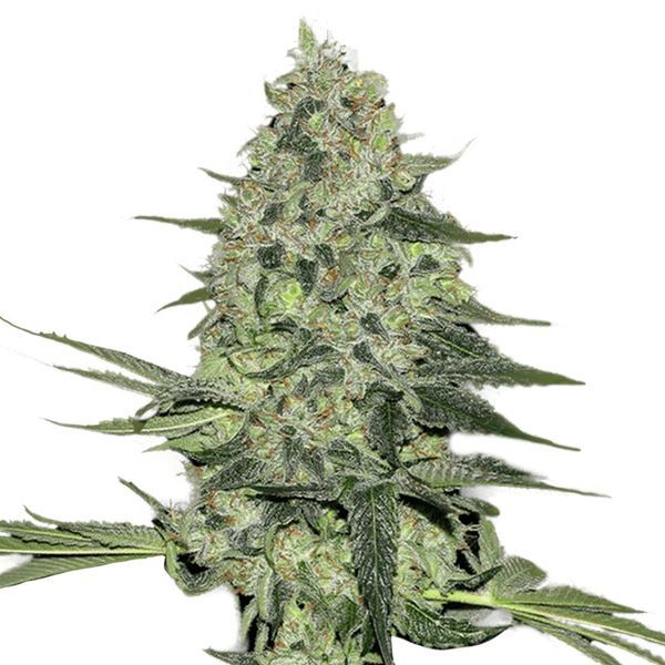 Rhino Ryder Auto (FastBuds) feminizovaná