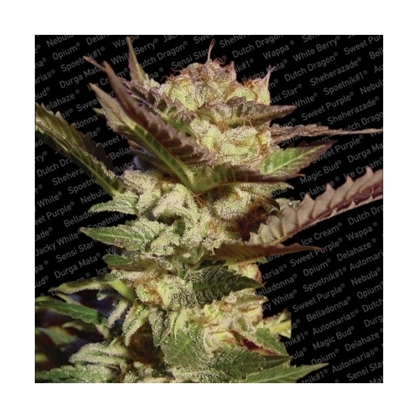 Durga Mata (Paradise Seeds) feminizovaná