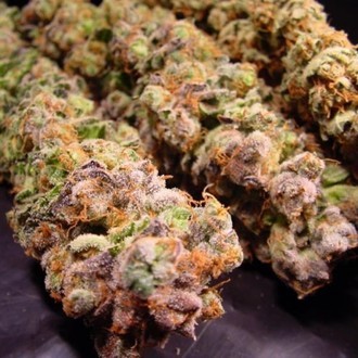 Durga Mata (Paradise Seeds) feminizovaná