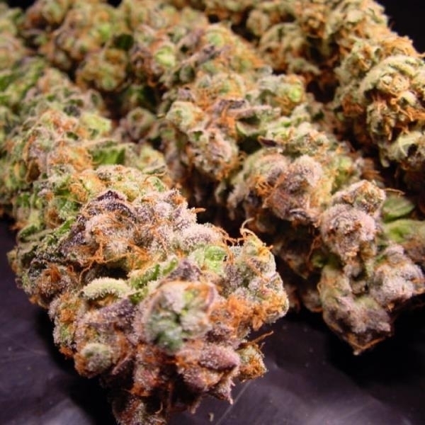 Durga Mata (Paradise Seeds) feminizovaná