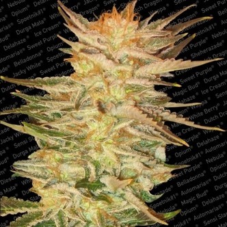 Ice Cream (Paradise Seeds) feminizovan&aacute;