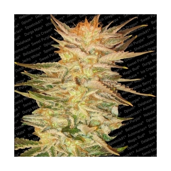 Ice Cream (Paradise Seeds) feminizovaná
