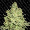 Jacky White (Paradise Seeds) feminizovaná