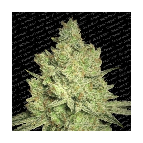 Jacky White (Paradise Seeds) feminizovaná